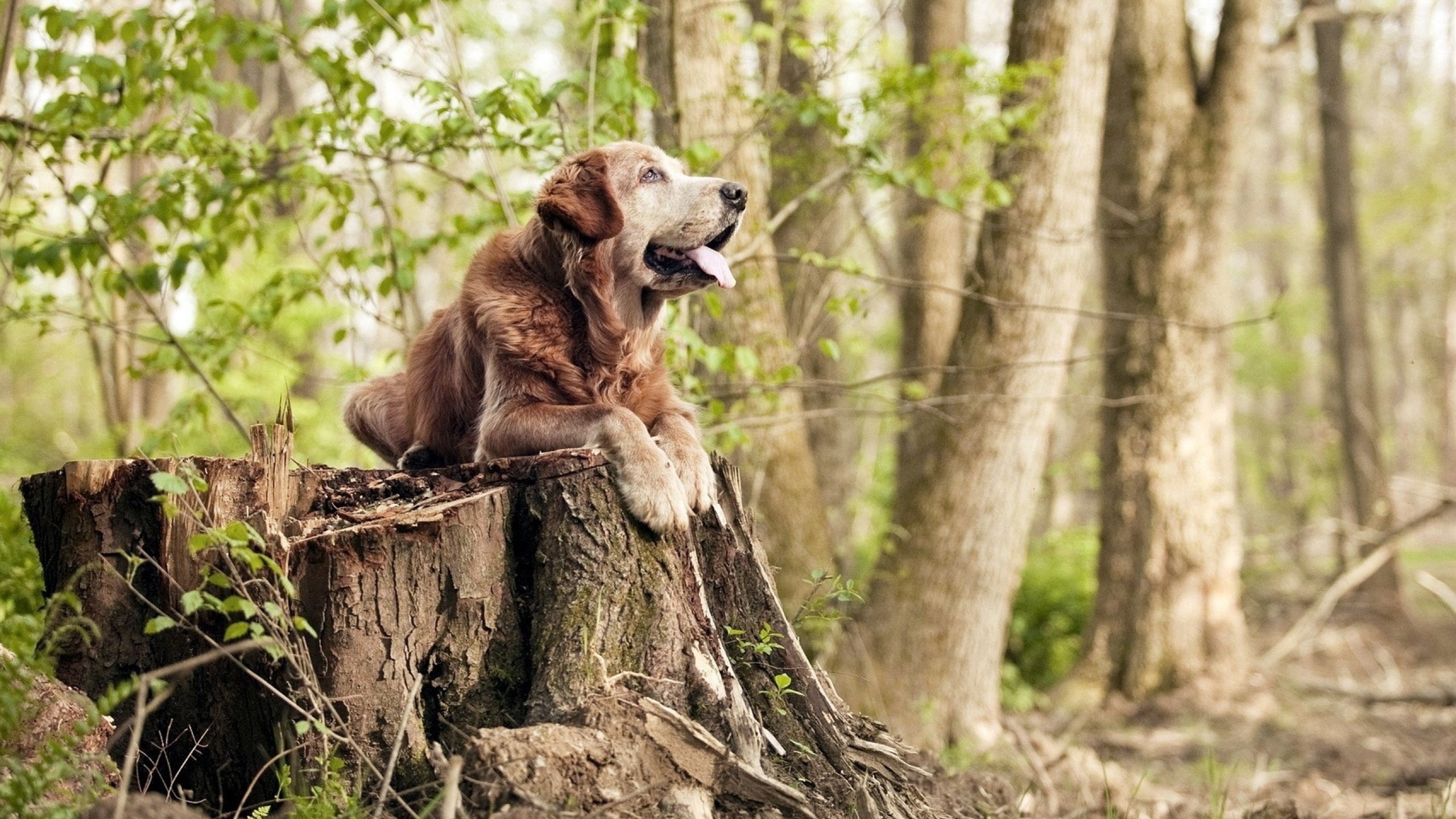 雷火电竞官网-双星闪耀，爱尔兰连续得分压制瑞士，德布劳内生涯之夜惊艳全场
